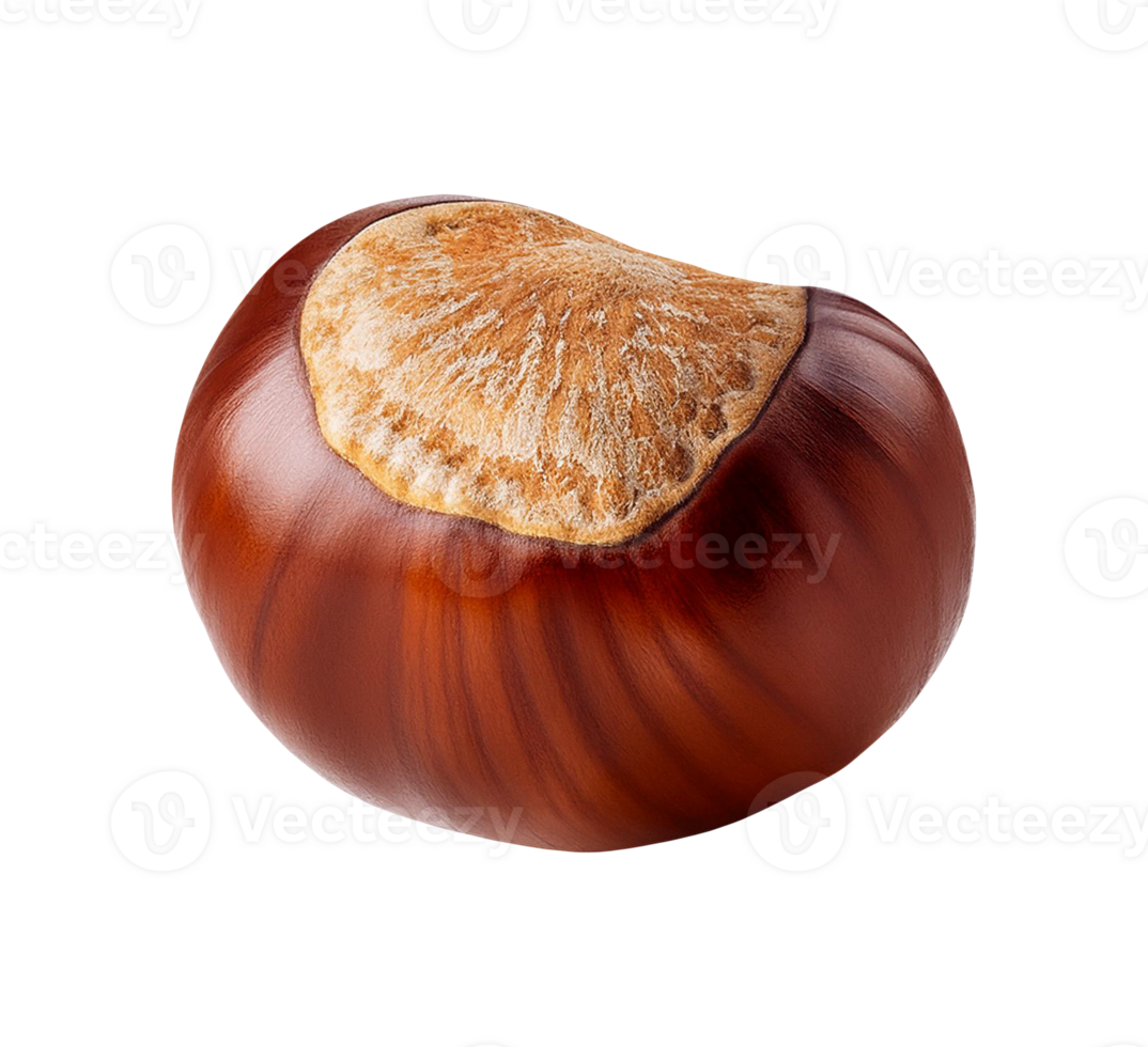 A single chestnut on a transparent background png