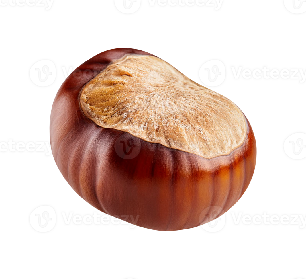 A single chestnut isolated png