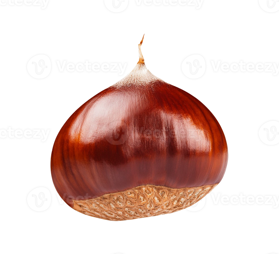 chestnut isolated on transparent background png