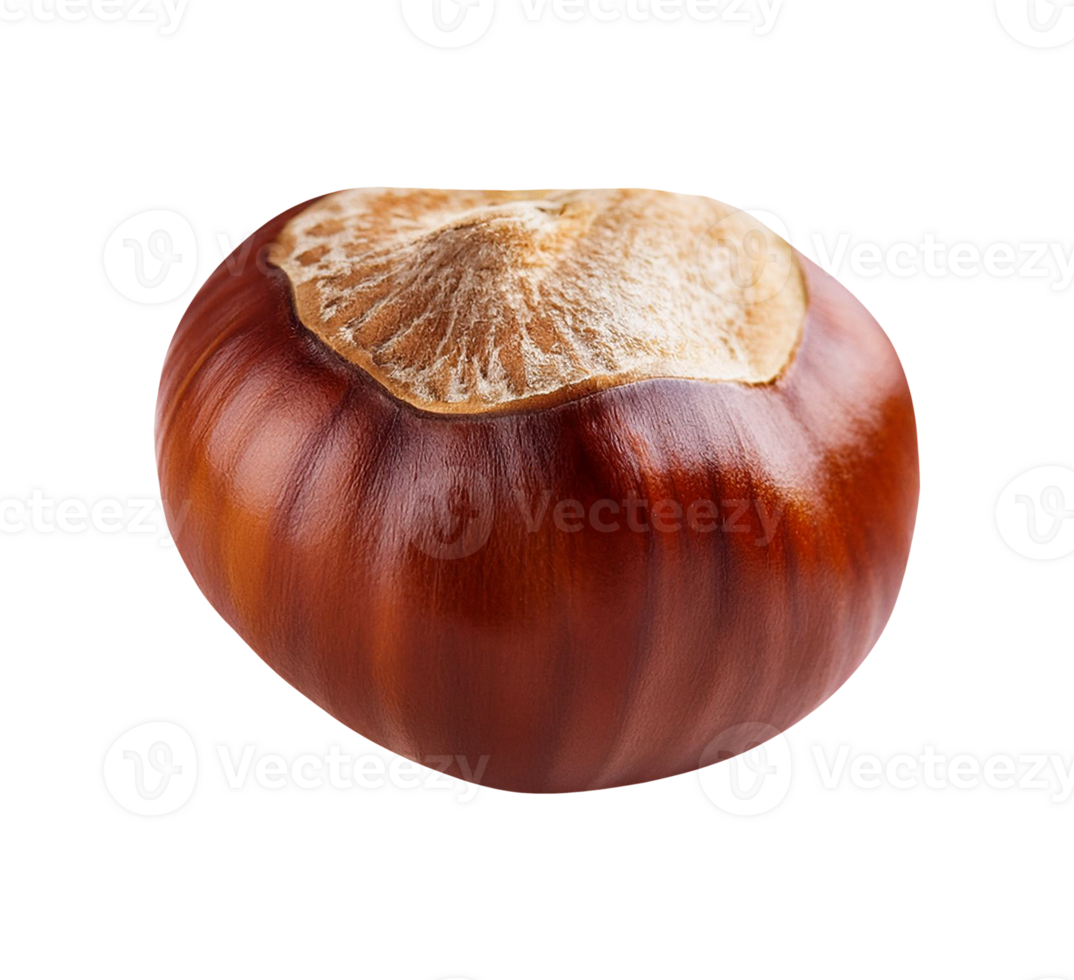 chestnut isolated object png