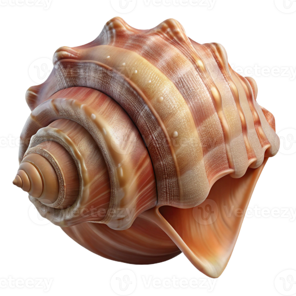beautiful modern A Close Up of a Seashell with Intricate high resolution png