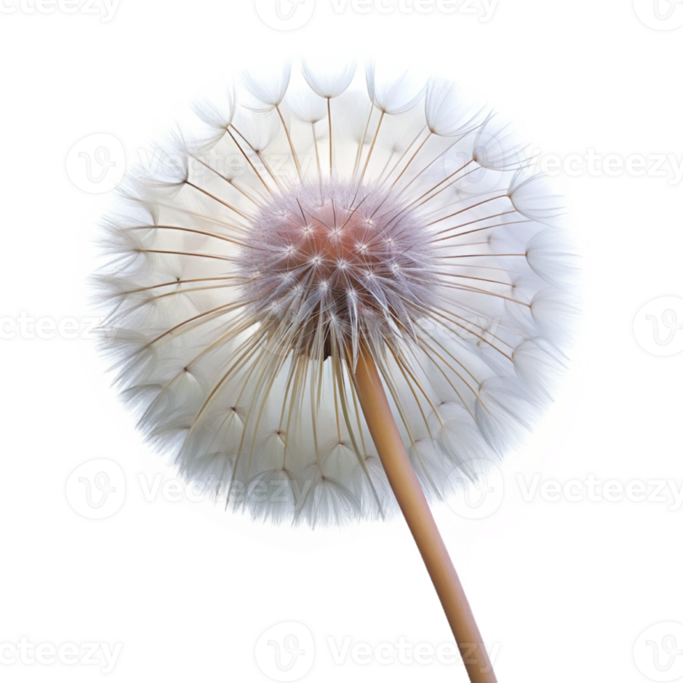 magnificent vintage A single dandelion seed head, delicate and intricate, backlit by a soft white light, macro photography 4K png