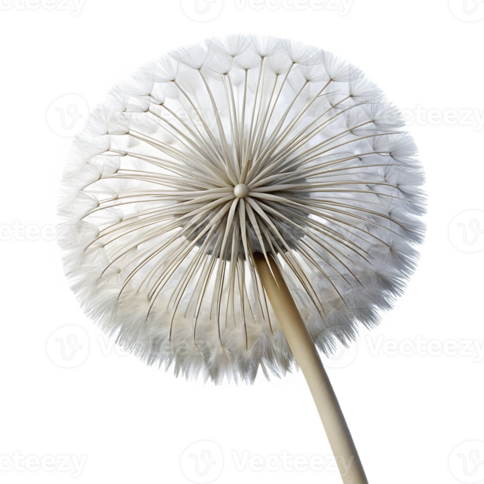 vibrant rustic A single dandelion seed head, delicate and intricate, backlit by a soft white light, macro photography professional png