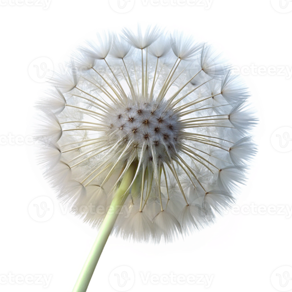 extraordinary minimalist A single dandelion seed head, delicate and intricate, backlit by a soft white light, macro photography exclusive png