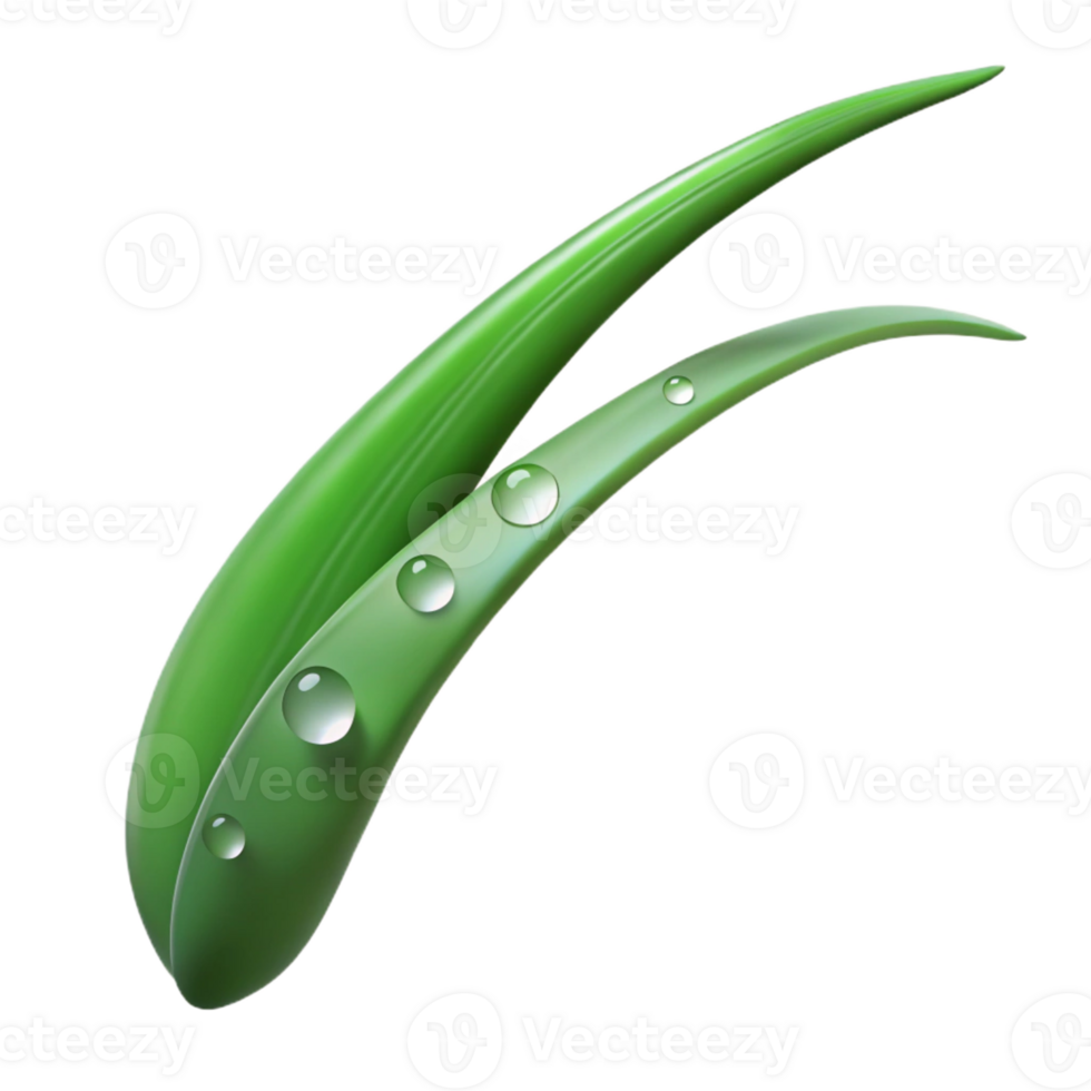 beautiful traditional A Single Blade of Grass with Dew Drops high resolution png