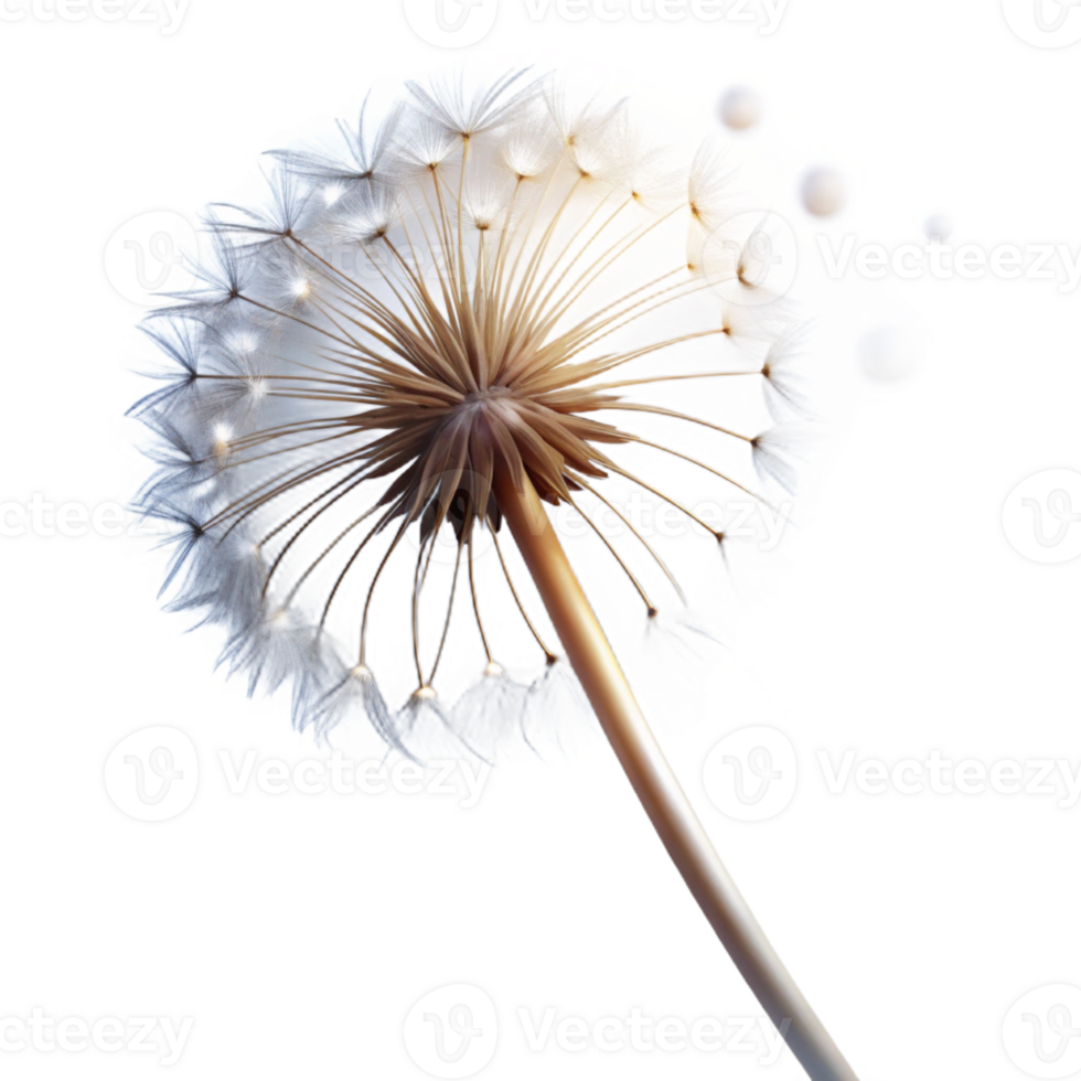 extraordinary abstract A Single Dandelion Seedhead with Seeds genuine png