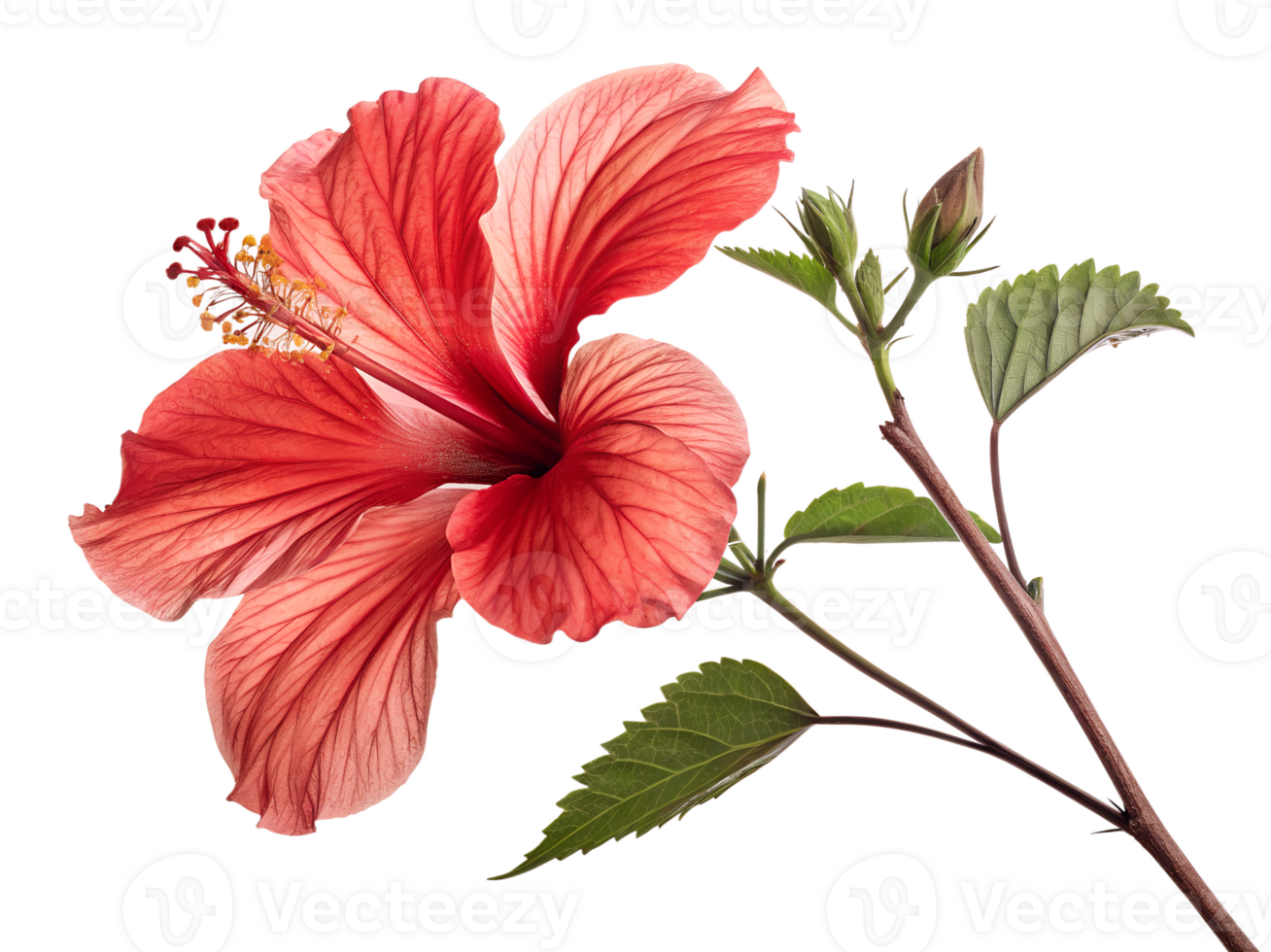 Beautiful Red Hibiscus Flower Isolated on Transparent Background png