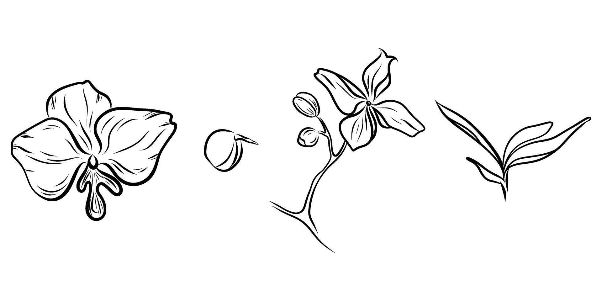 Hand drawn orchid flower set, branch, bud, flower, leaves, inflorescence. Flower set for invitations, designs, cards doodle style vector