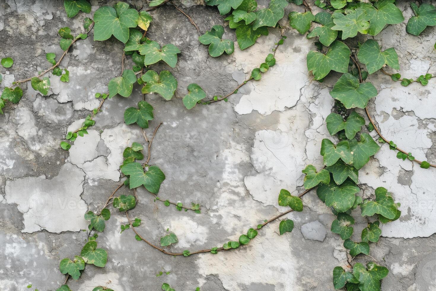 A textured wall covered with green ivy vines, showcasing a mix of light and dark green leaves against a weathered gray surface. photo