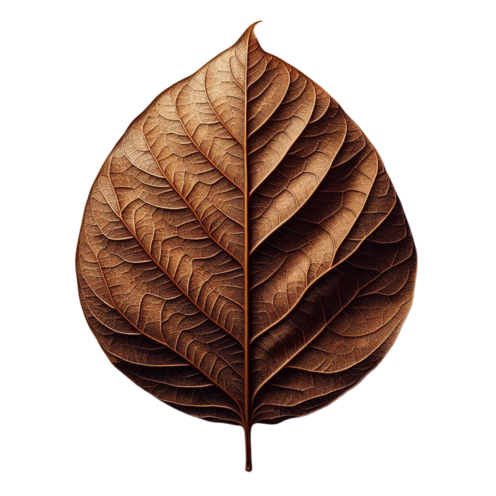 Close-up of Dried Brown Leaf png