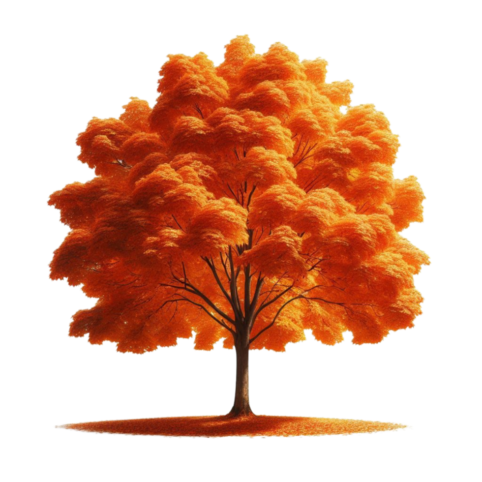 Large Vibrant Orange Tree with Full Canopy png