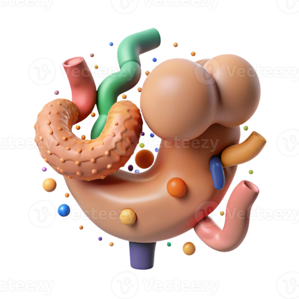 magnificent modern Human Digestive System Diagram Cutout for Health Education high quality png