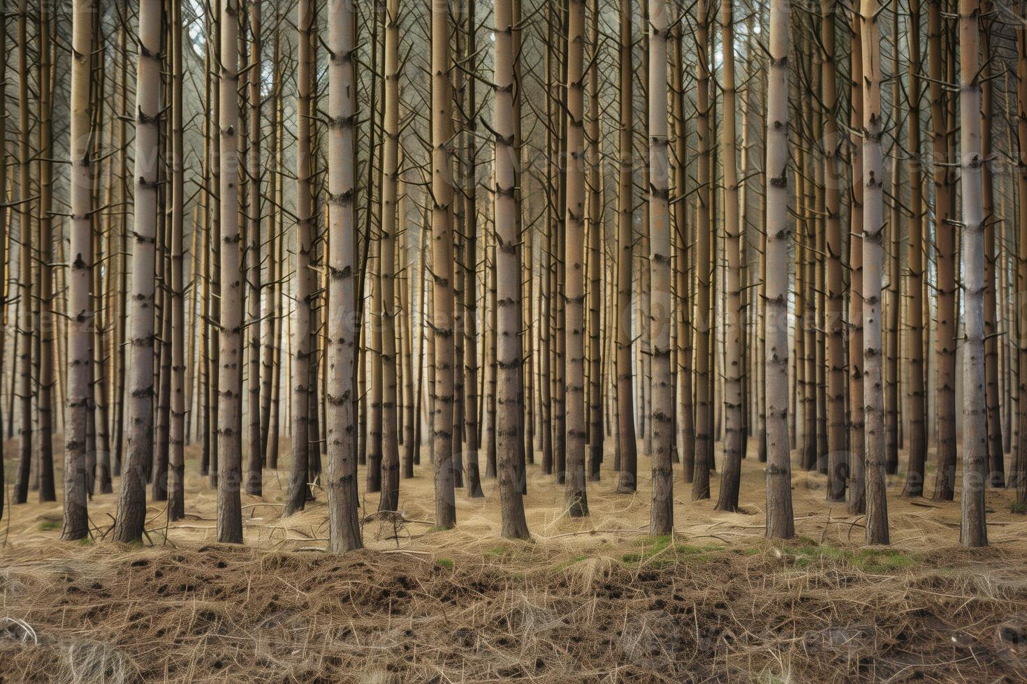 A dense forest of tall, slender trees with straight trunks and sparse branches. The ground is covered with dry grass and pine needles, creating a serene and tranquil atmosphere. photo