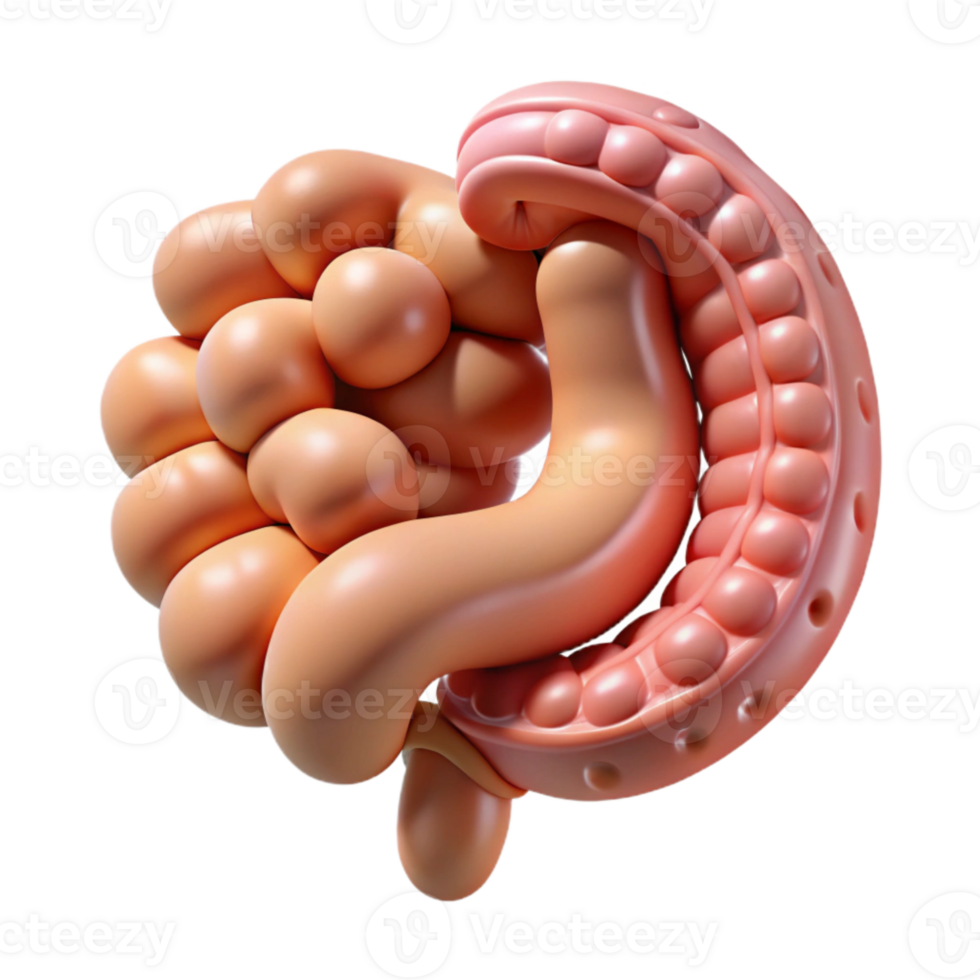 serene contemporary Human Small Intestine Anatomy Cutout for Digestive System Studies genuine png