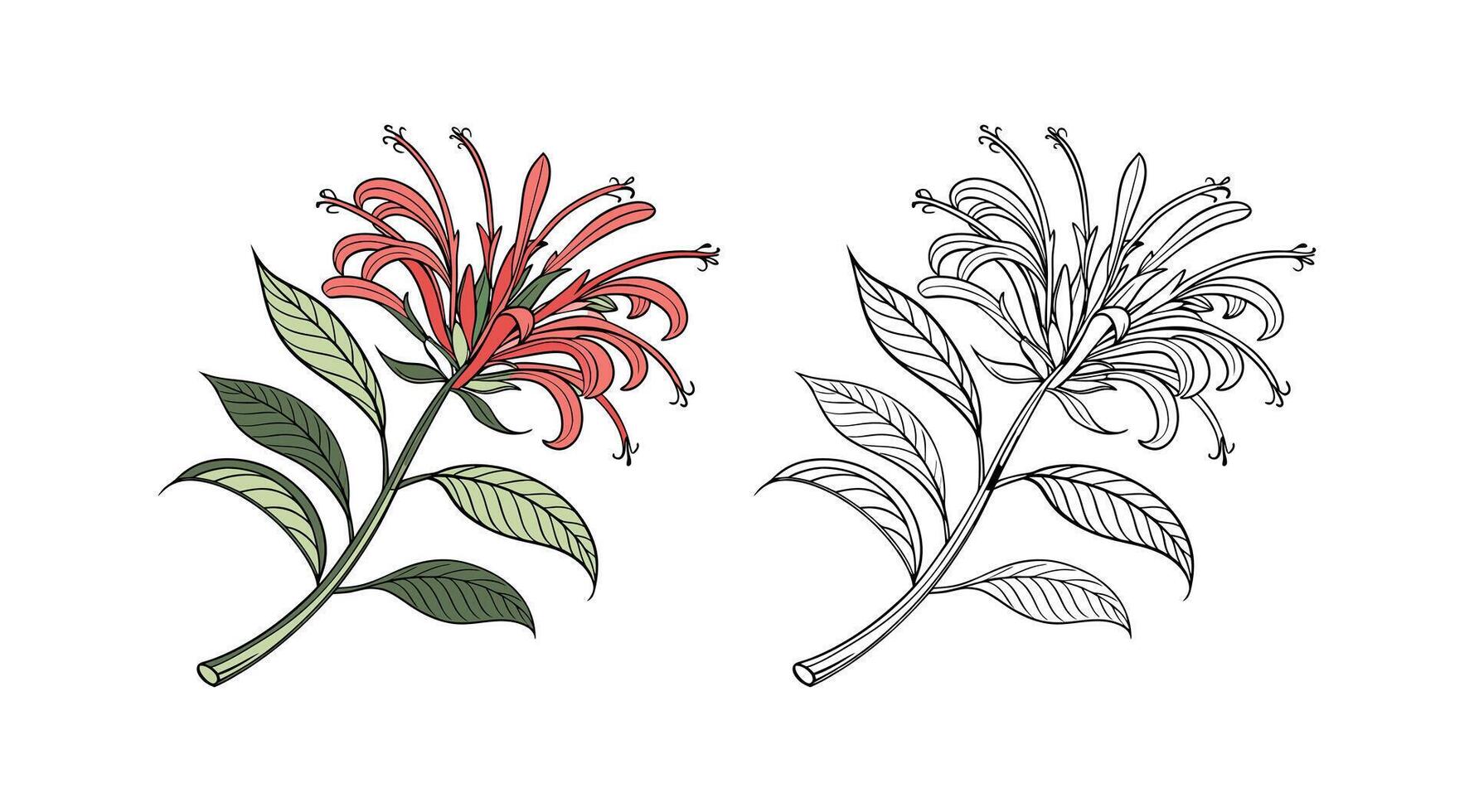 Stunning Brazilian Plume Flower Artwork in Vibrant Colors. Illustration