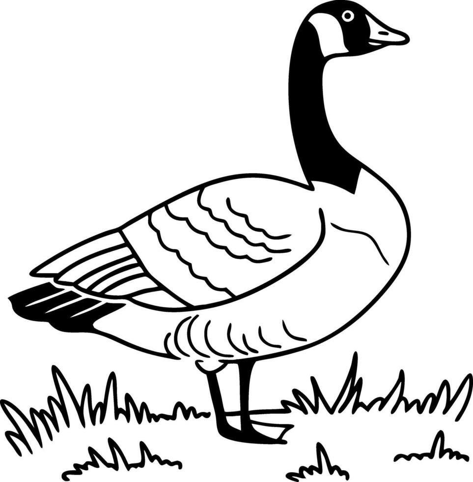 Detailed Illustration of a Majestic Canada Goose Standing on Grass for Nature Lovers and Wildlife Art vector