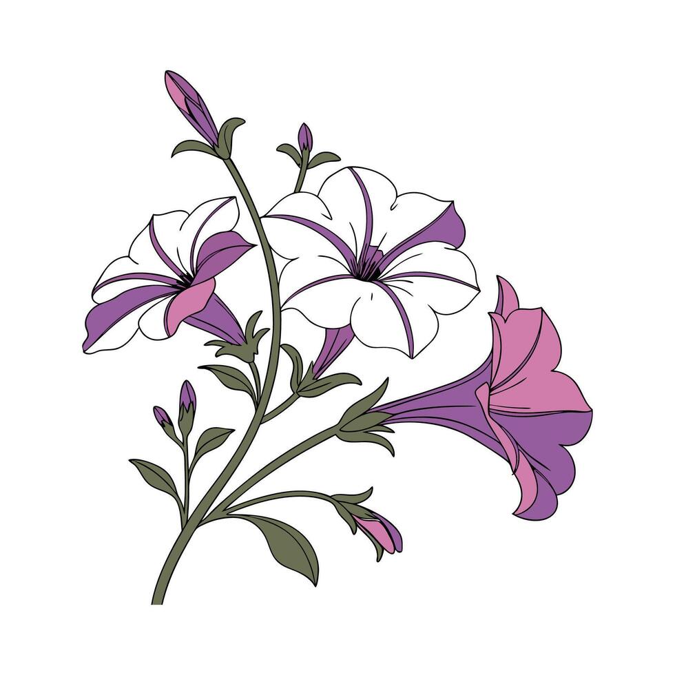 Petunia Floral Art on White Background vector