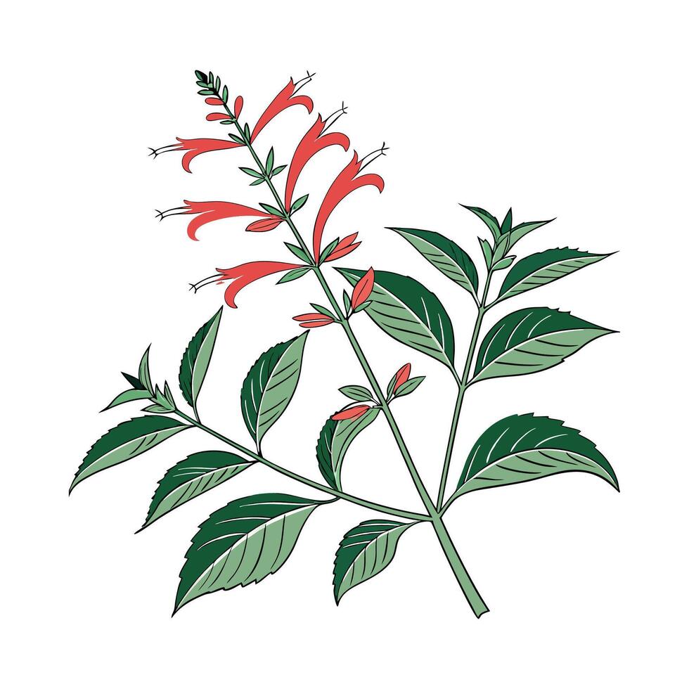 Pineapple Sage Flower on White Background vector