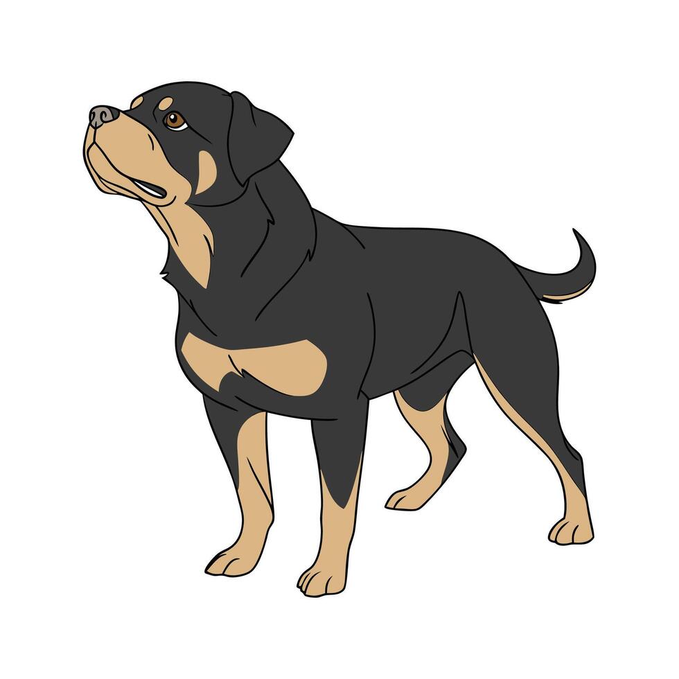 Stylized Rottweiler on White Background vector
