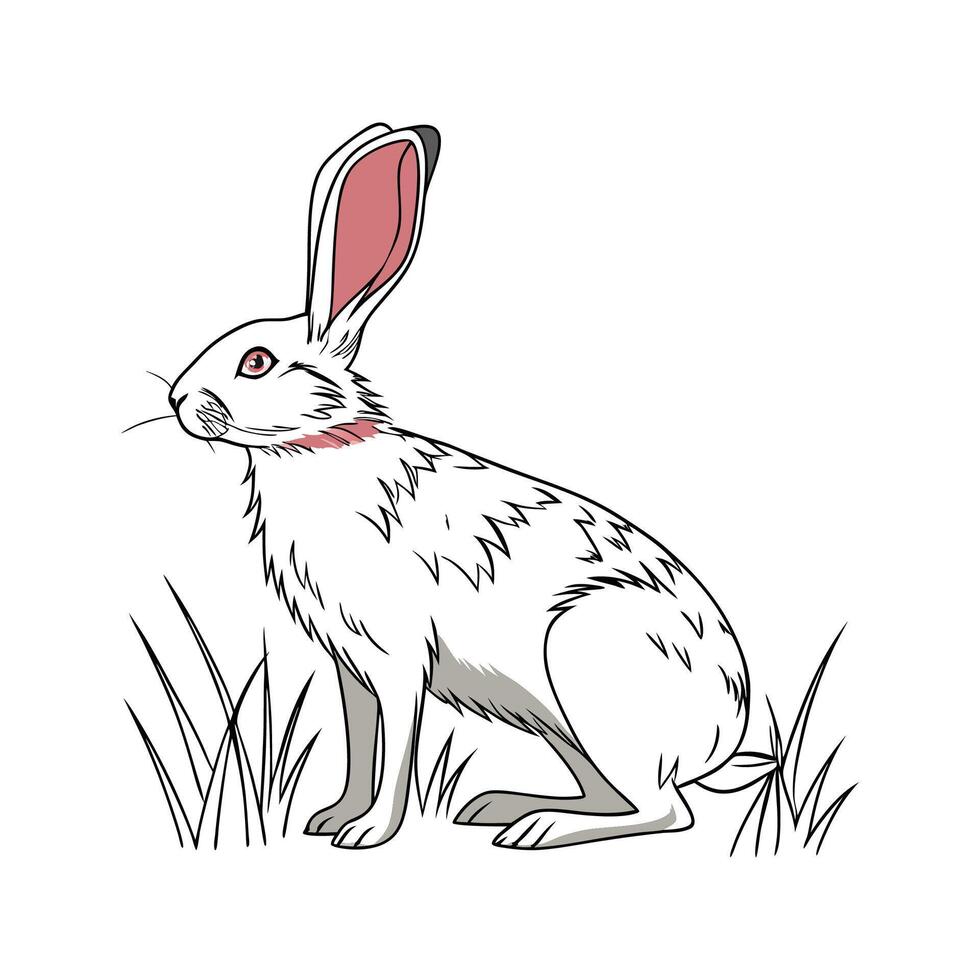 Rex Rabbit Realistic Color Illustration Design vector