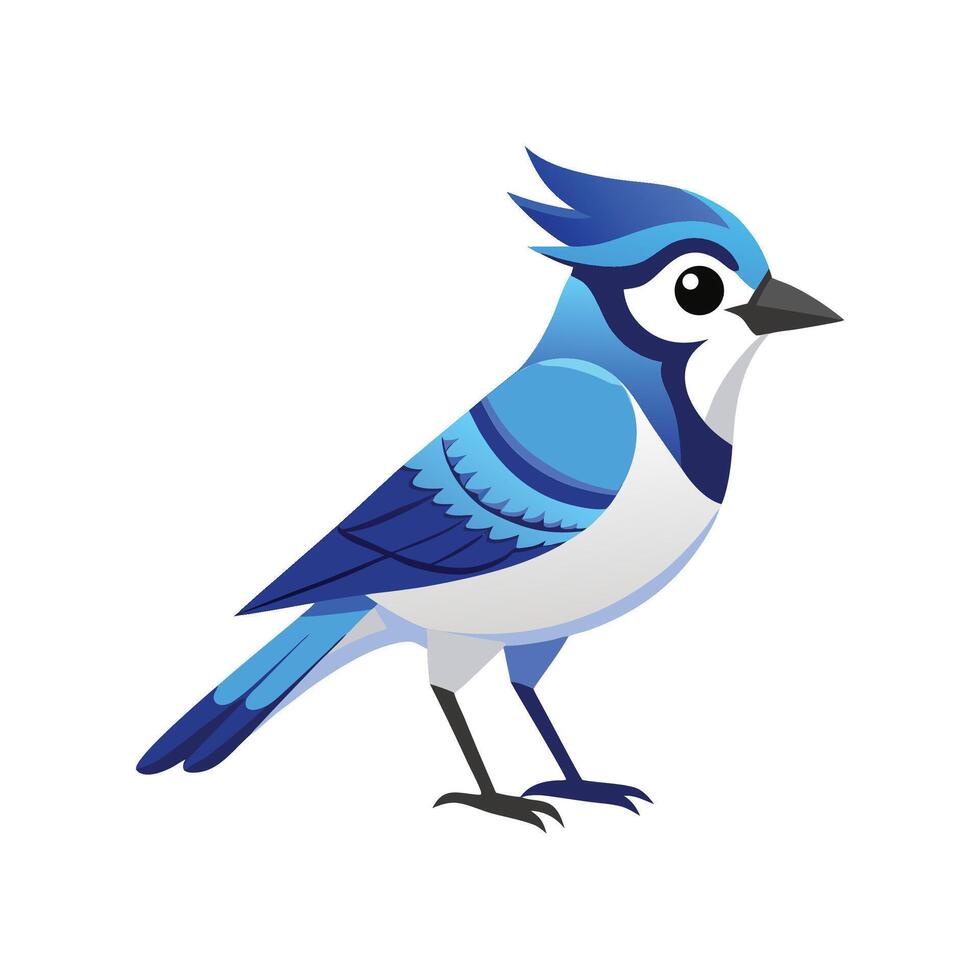 Blue Jay Bird on White Background Illustration vector