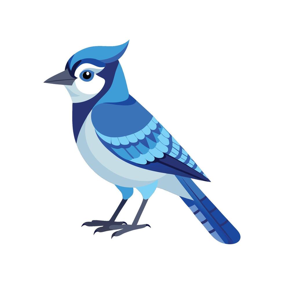 Blue Jay Unique Illustration on White Background vector