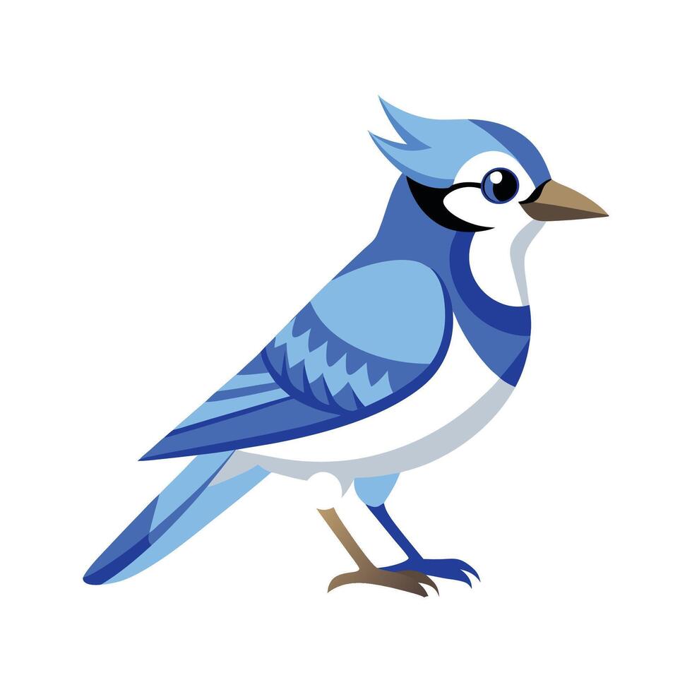Stylized Blue Jay Bird on White Background vector