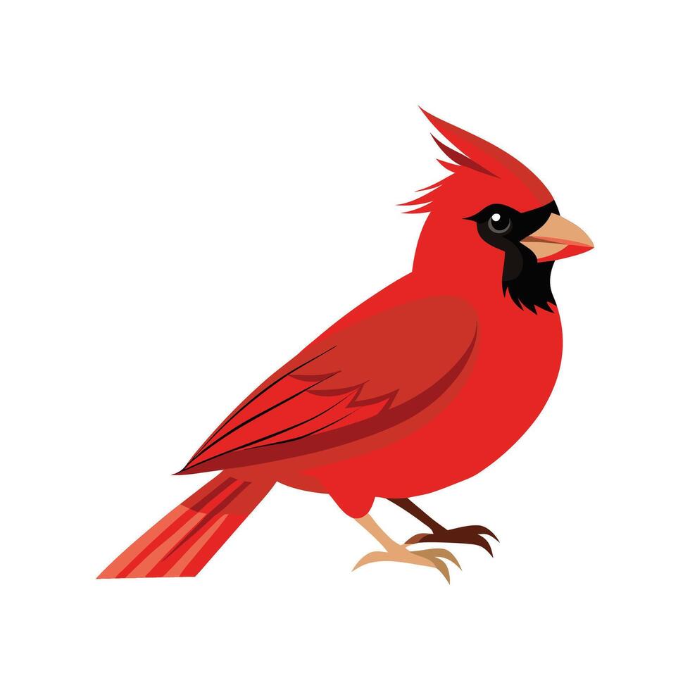 Cardinal Artistic Design on White Background vector