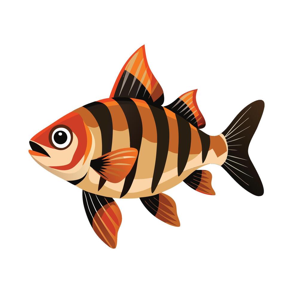 Tiger Barb Puntigrus Tetrazona on White Background vector