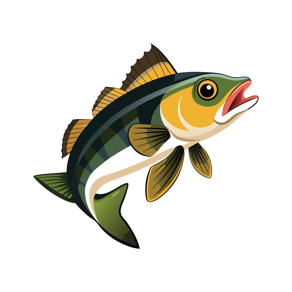 Walleye Sander Vitreus on White Background vector
