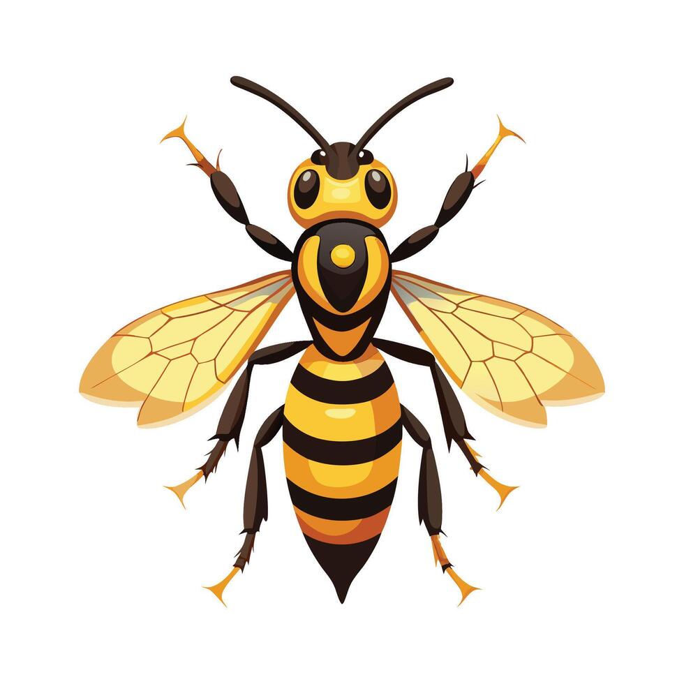 Vespa Crabro on White Background vector