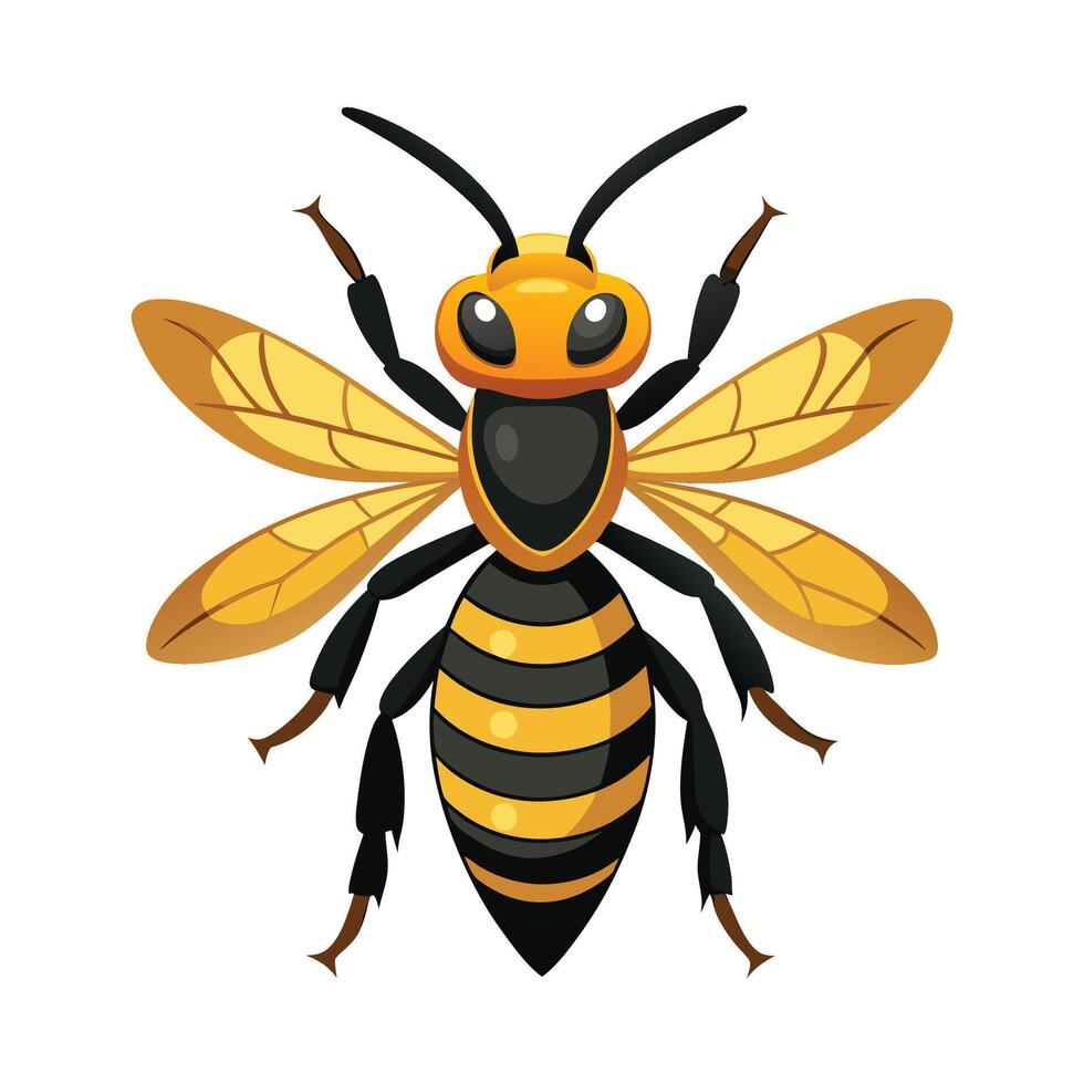General Vespa Crabro on White Background vector