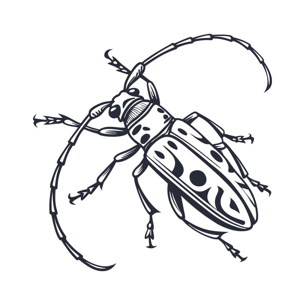 Display of Xylotrechus Colonus on Clean White Background vector