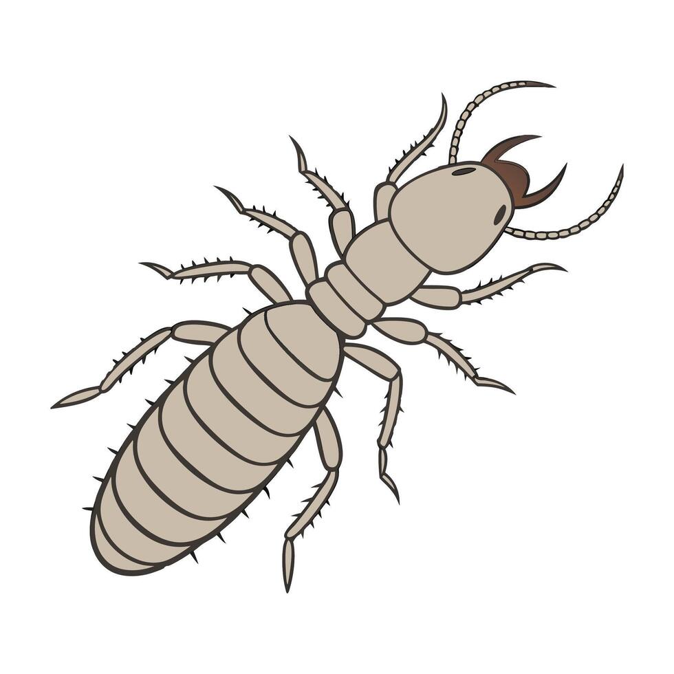 Display of Zootermopsis Angusticollis on Clean White Background vector