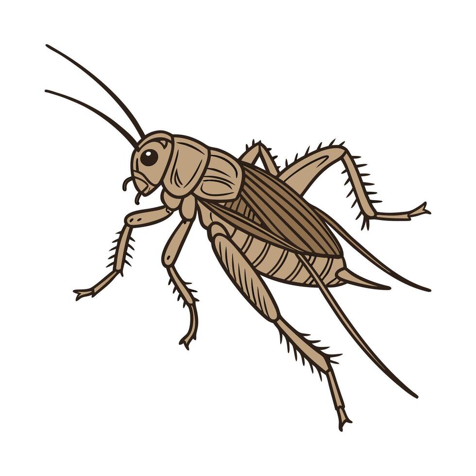 Beautiful Acheta Domesticus Insect Illustration vector