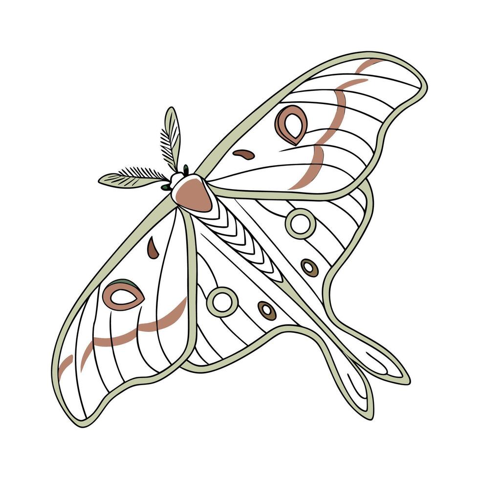 Stunning Actias Luna Moth Illustration vector