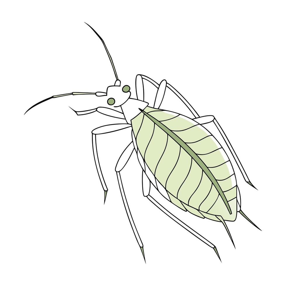 Acythosiphon Pisum Graphic on White Background vector