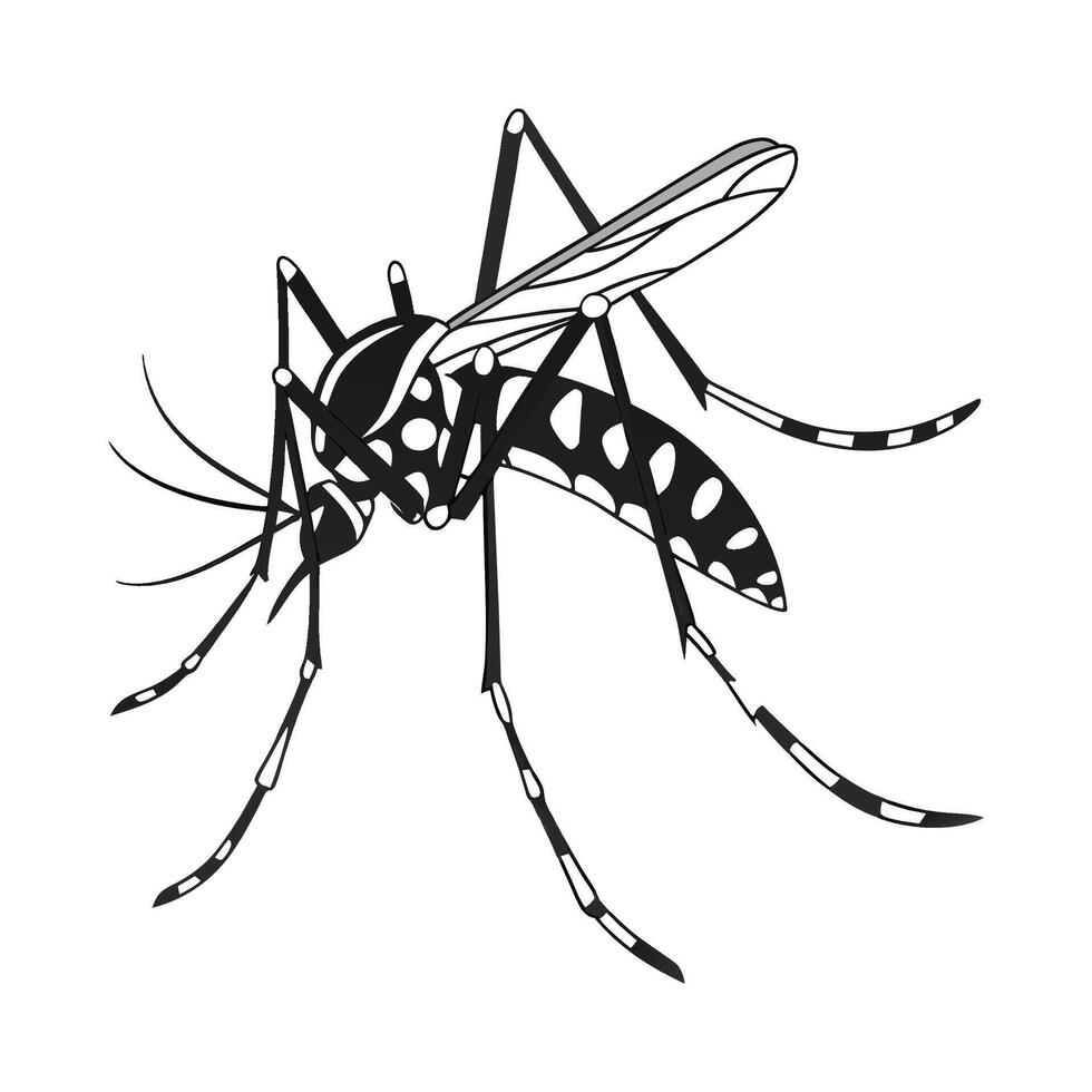 Detailed Aedes Aegypti Mosquito Illustration vector