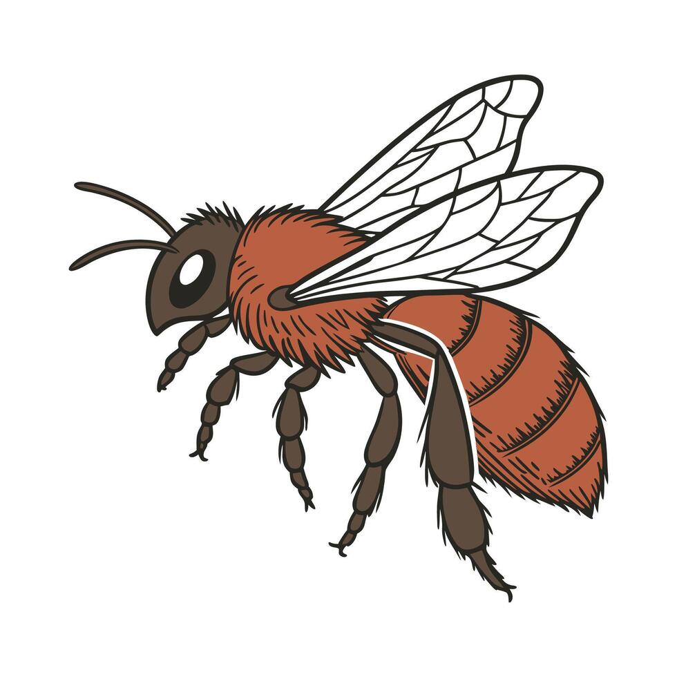 Andrena Fulva Bee Design on White Background vector
