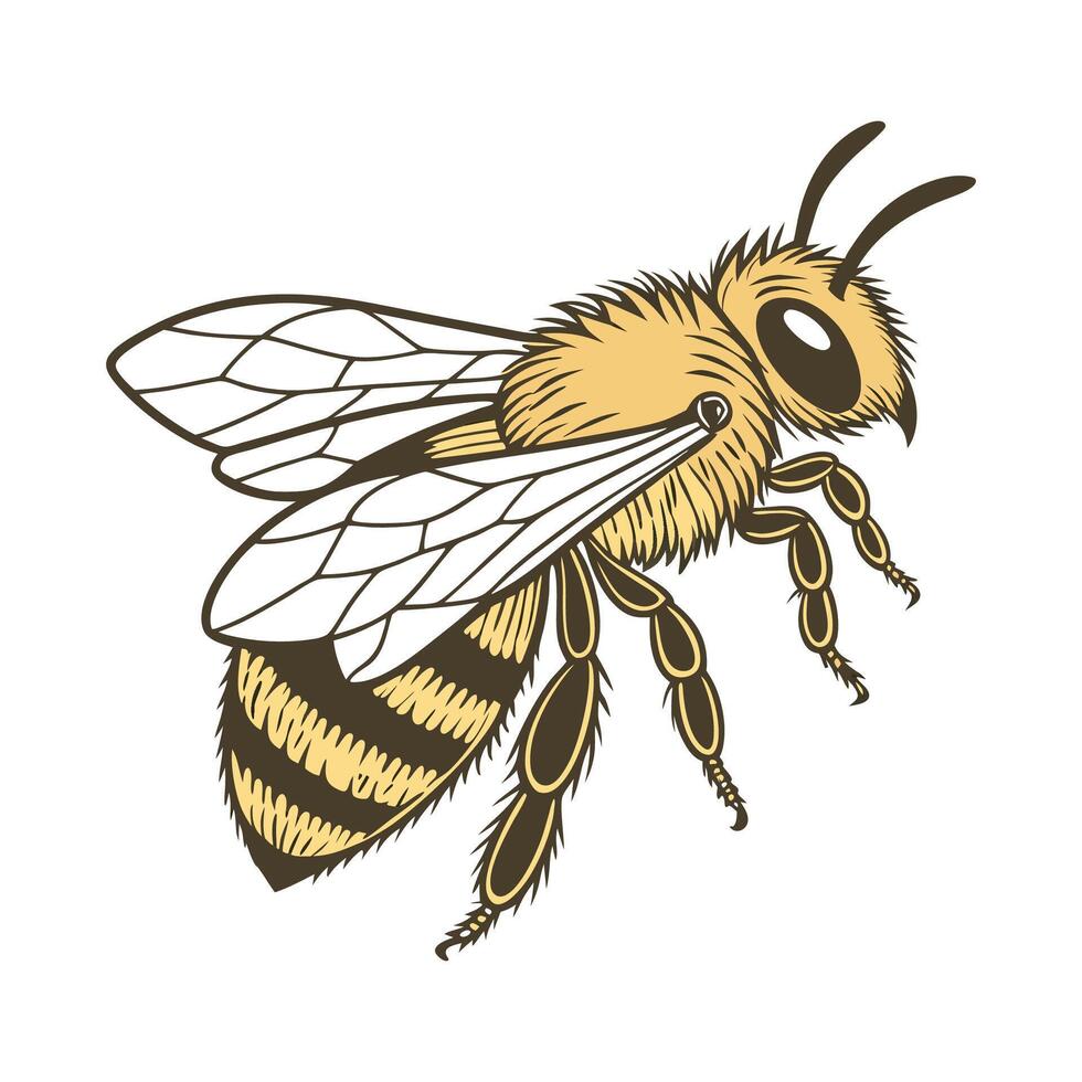 Stylish Andrena Fulva Bee Design on White vector