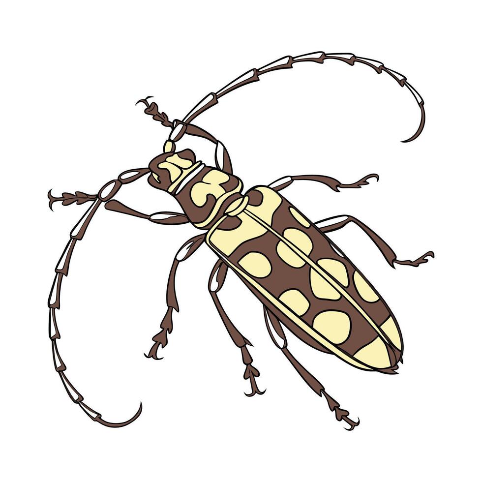 Stylish Anoplophora Glabripennis Beetle Illustration vector