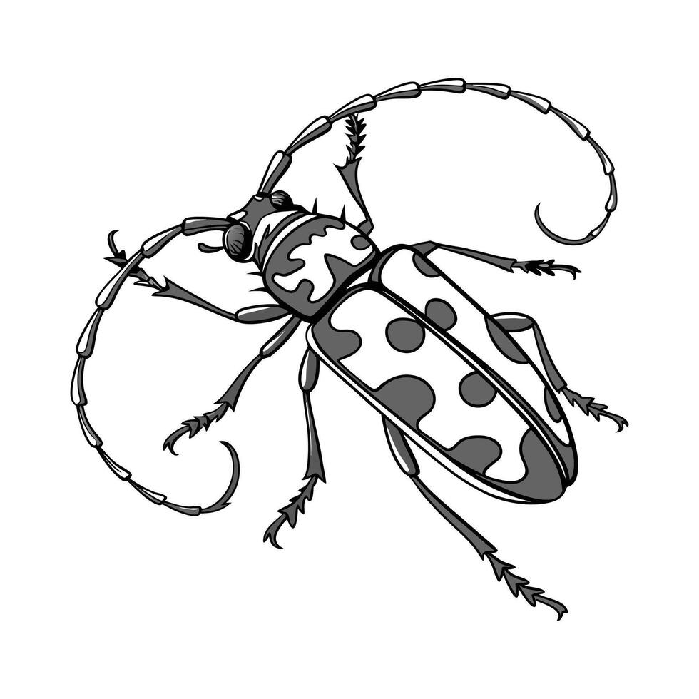 Anoplophora Glabripennis Beetle Design on White vector