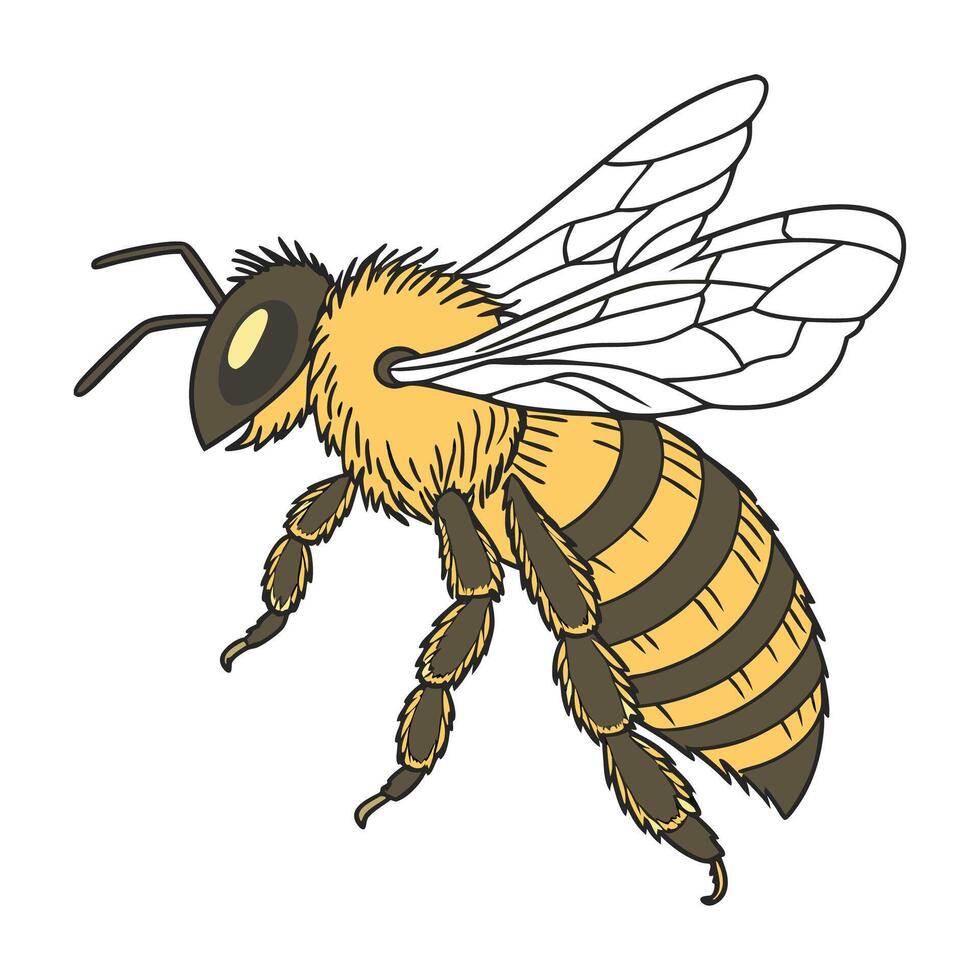 Anthophora Bee Design on White Background vector