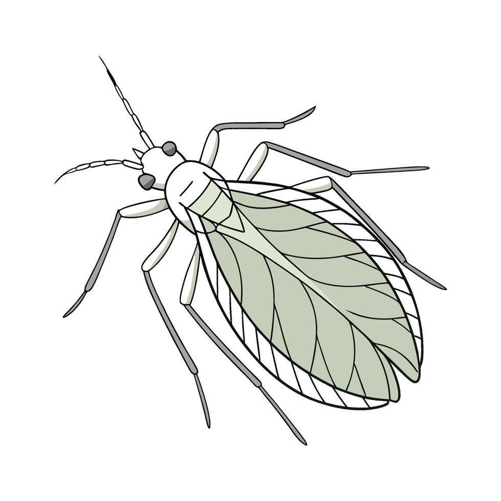 Stylized Aphid on White Background vector