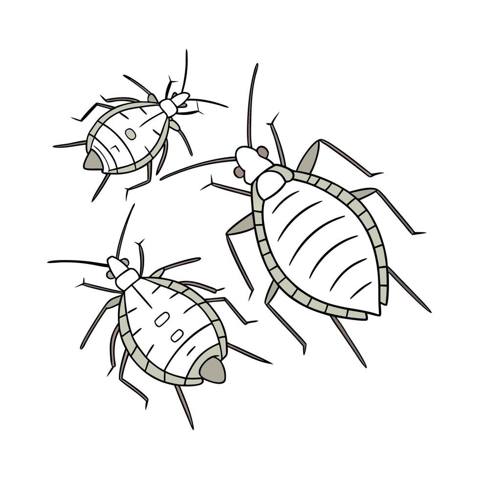 Aphids Insect Design on White Background vector