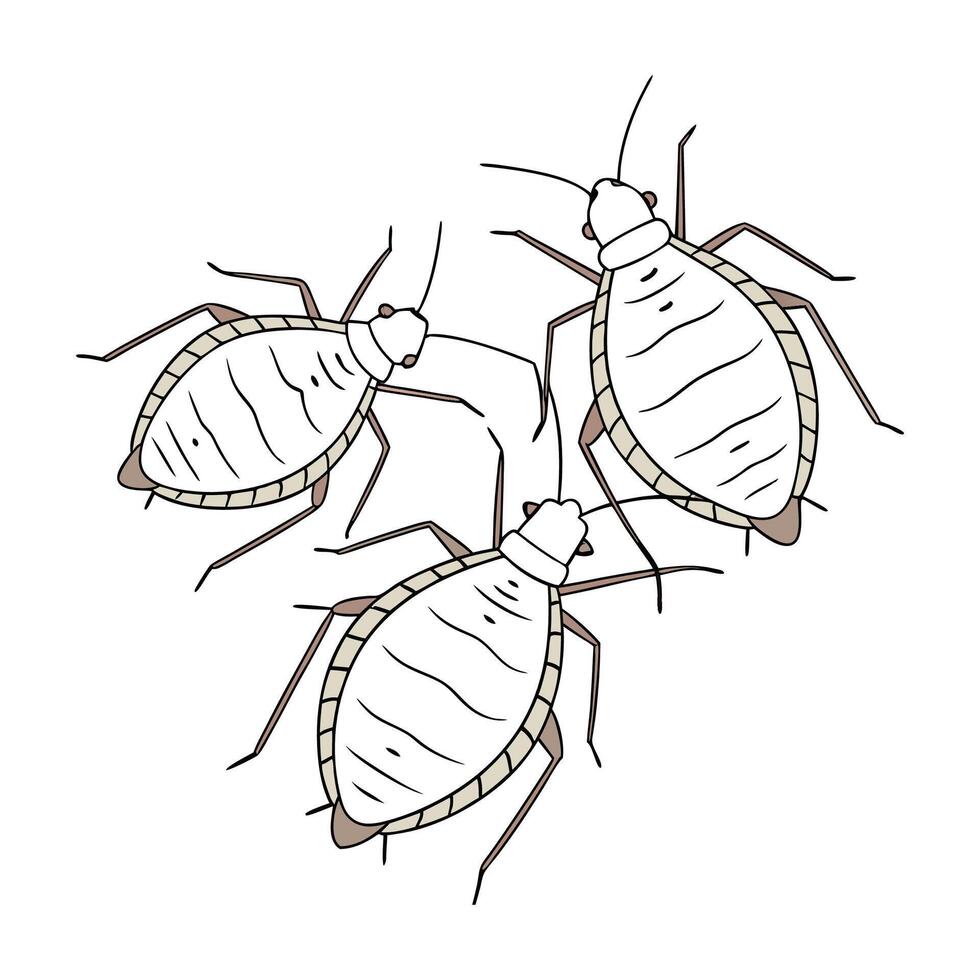 Creative Aphids Insect Graphic on White vector