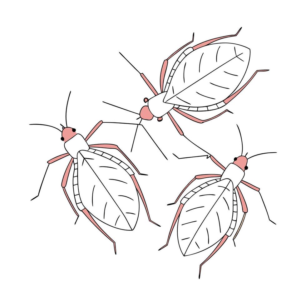 Beautiful Aphids Insect Illustration on White vector
