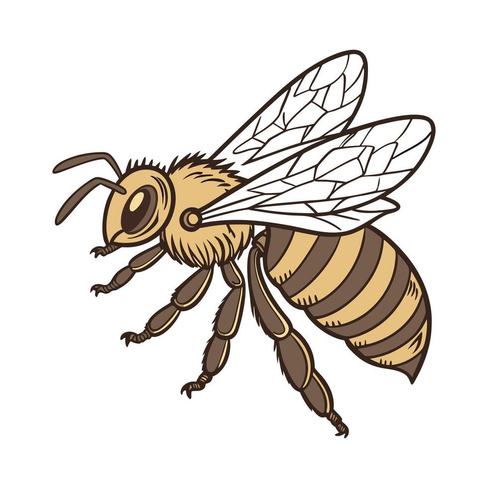 Beautiful Apis Mellifera Bee Illustration vector
