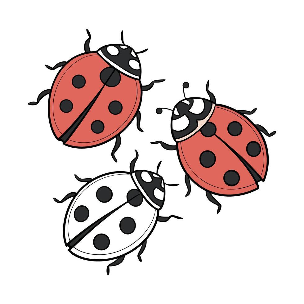 Beautiful Asian Lady Beetles Illustration Design vector