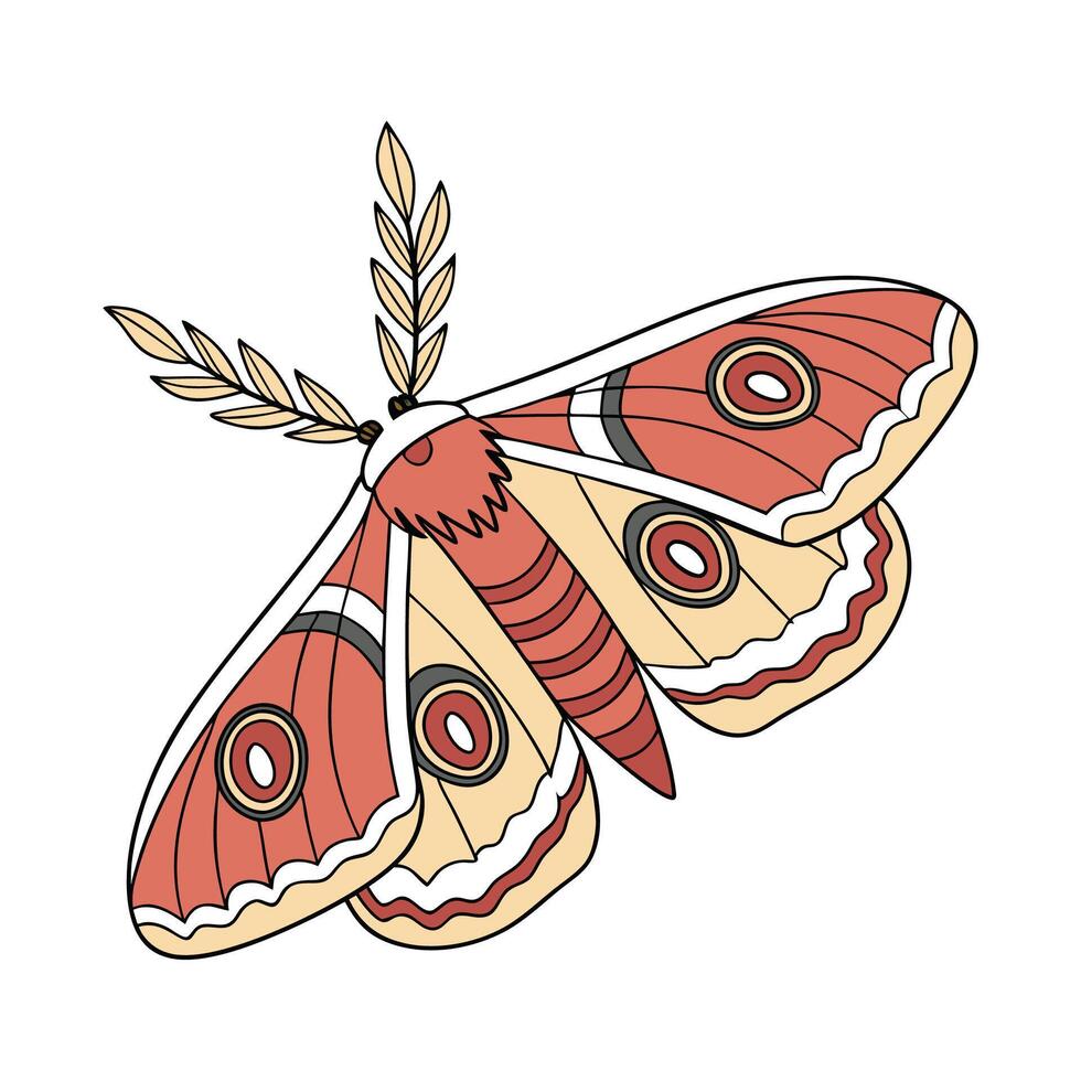 Automeris Belti Moth Design on White vector